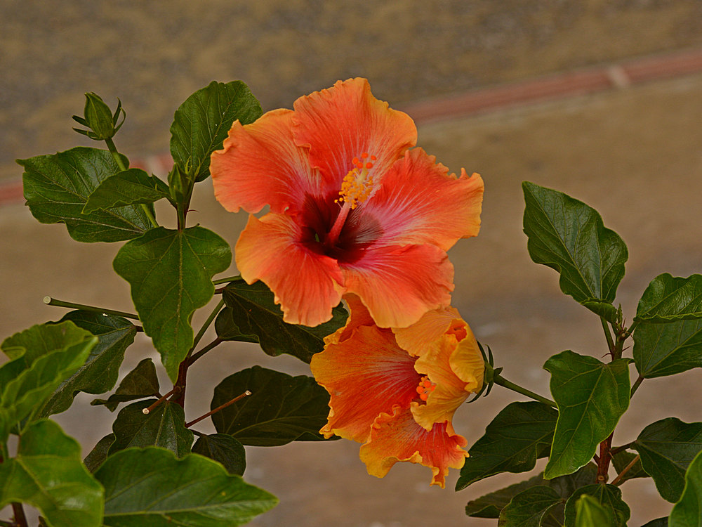 Hibiscus.jpg