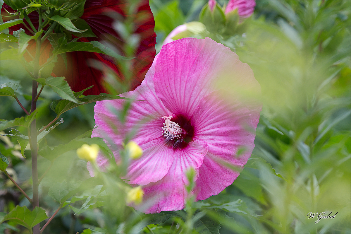 Hibiscus1406 sm.jpg