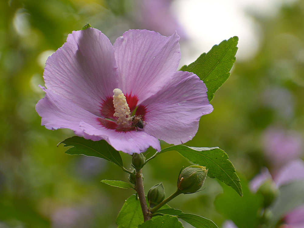 Hibiscus2.jpg