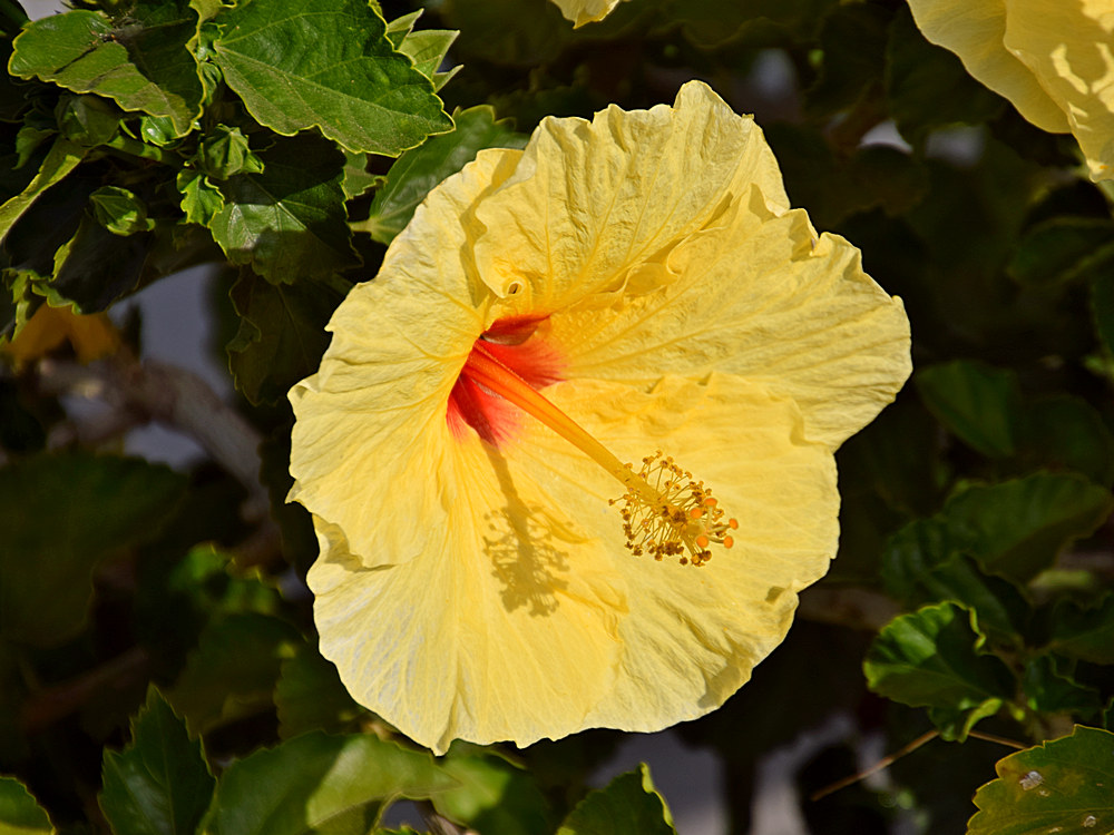 Hibiscus2.jpg