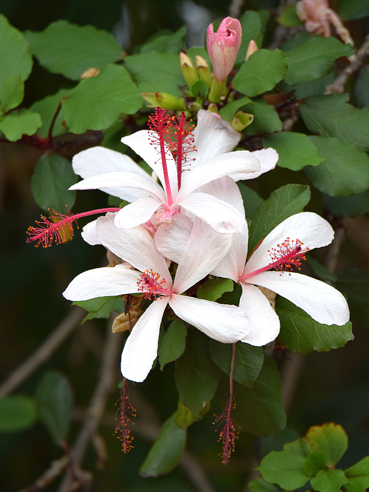 Hibiscus2.jpg