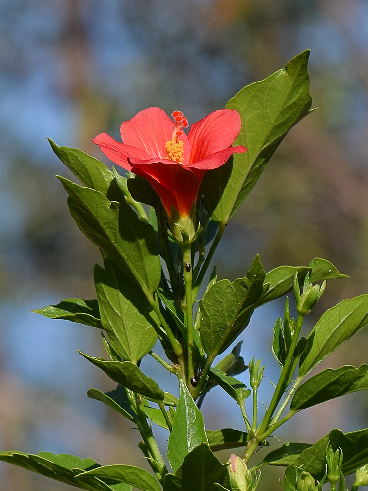 Hibiscus2.jpg