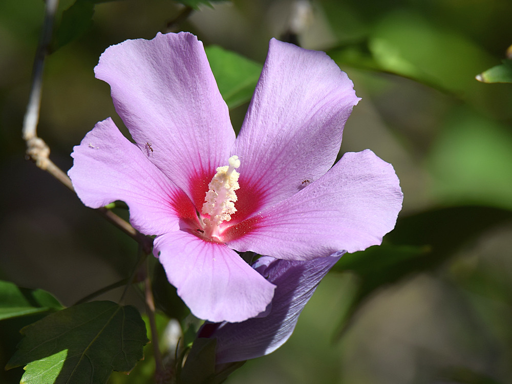 Hibiscus2.jpg
