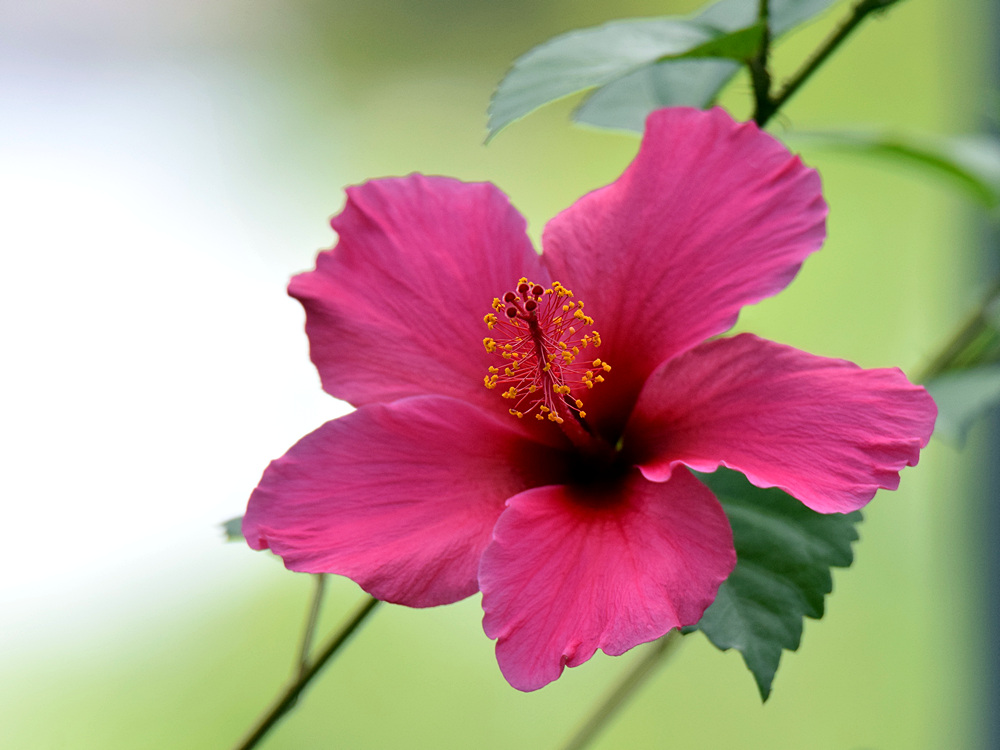 Hibiscus2.jpg