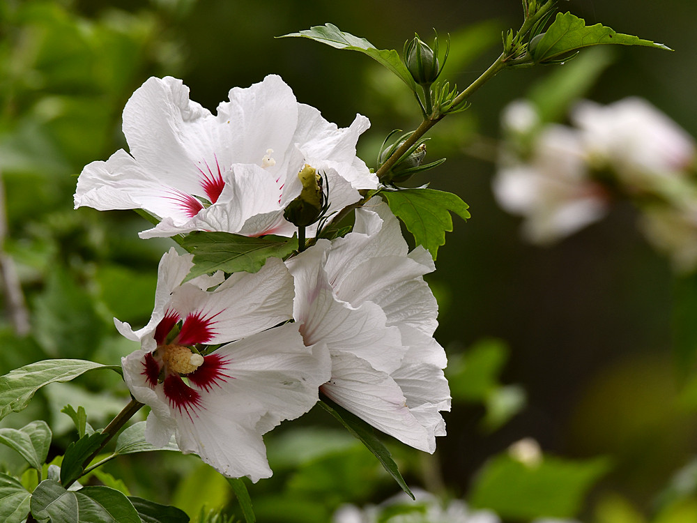 Hibiscus2.jpg