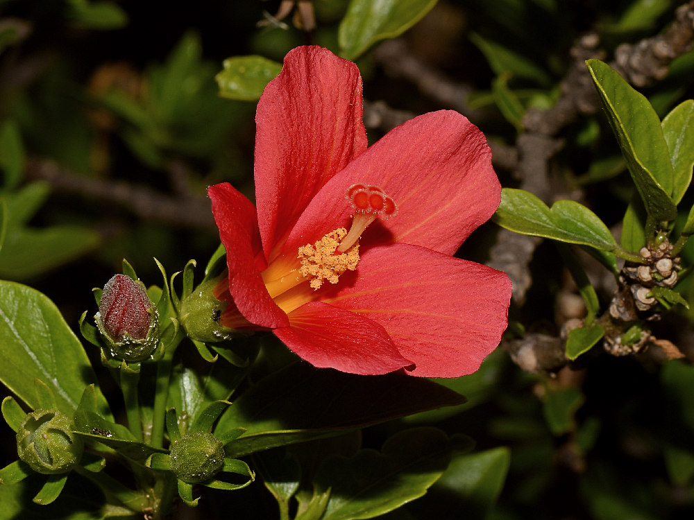 Hibiscus2.jpg