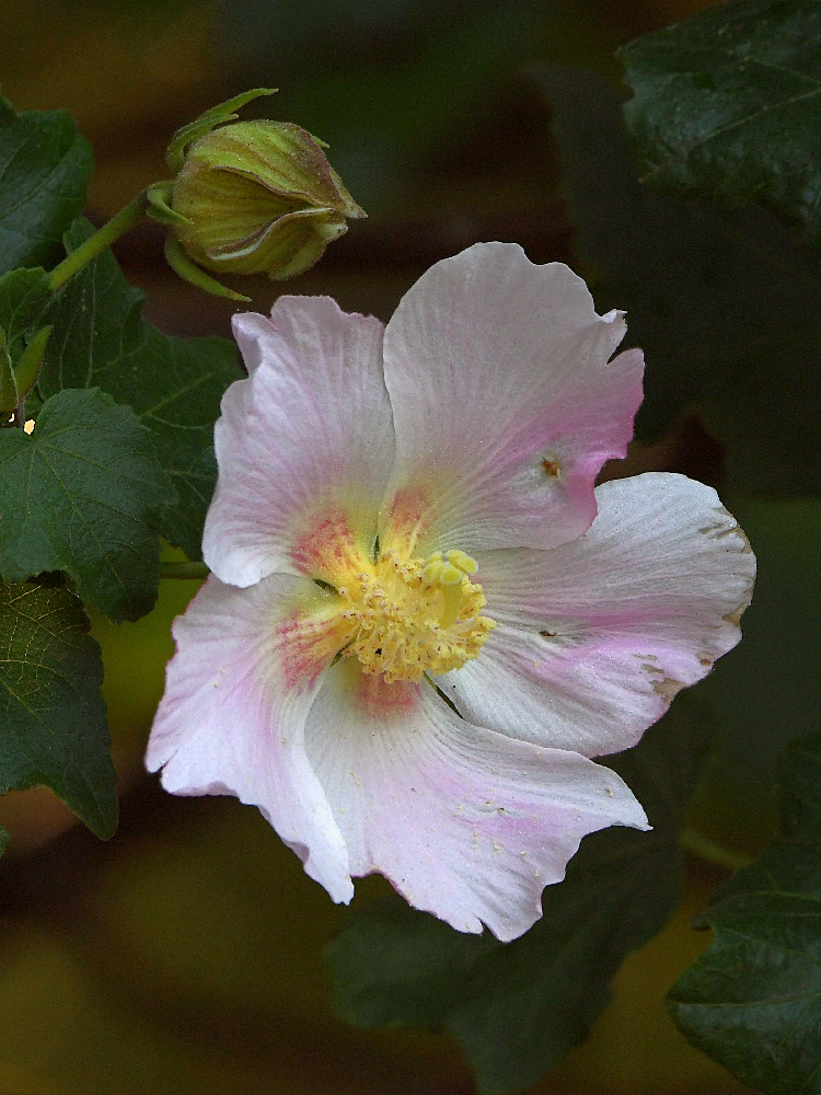 Hibiscus2.jpg