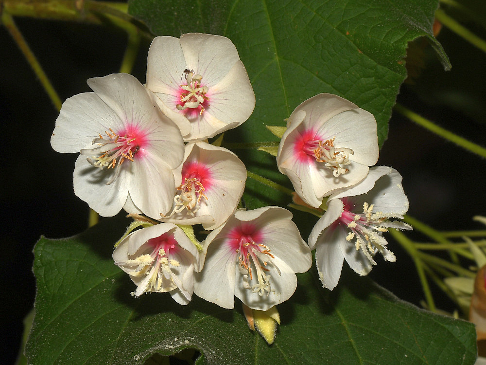 Hibiscus2.jpg