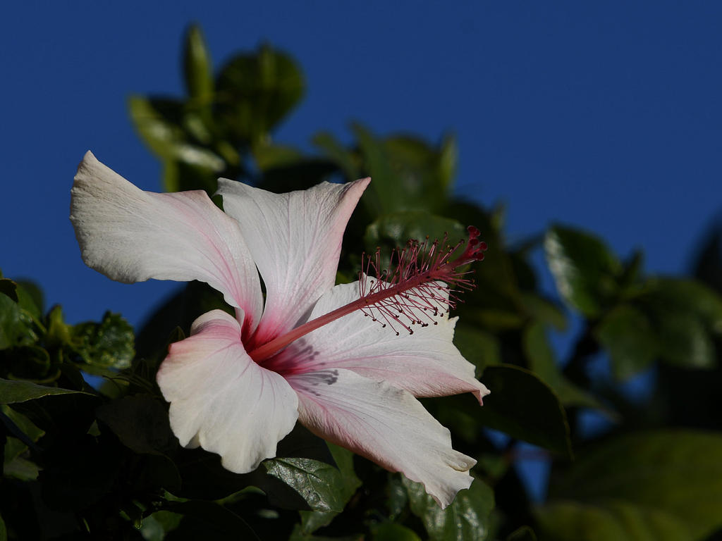 Hibiscus2.jpg