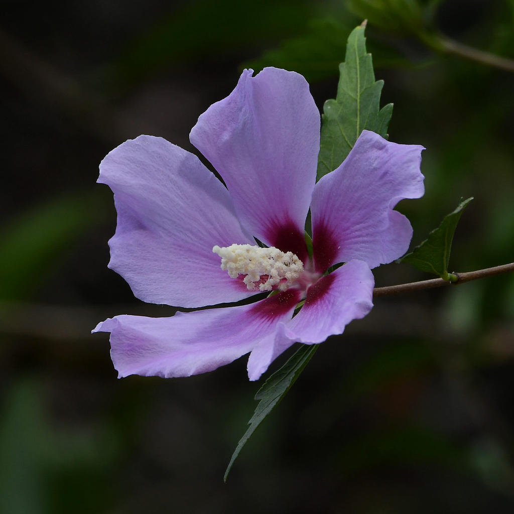 Hibiscus2.jpg