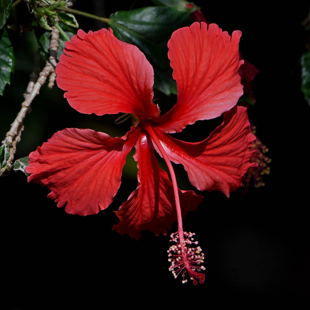 Hibiscus2.jpg