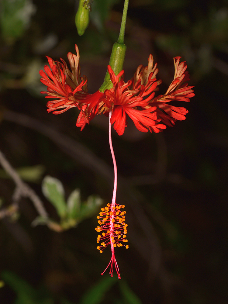 Hibiscus3.jpg