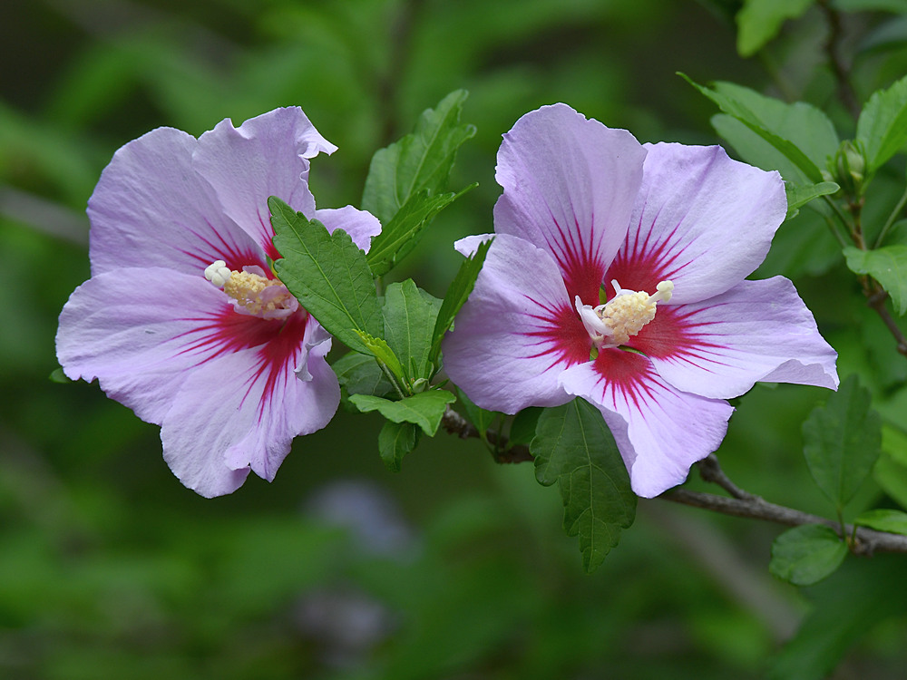 Hibiscus3.jpg
