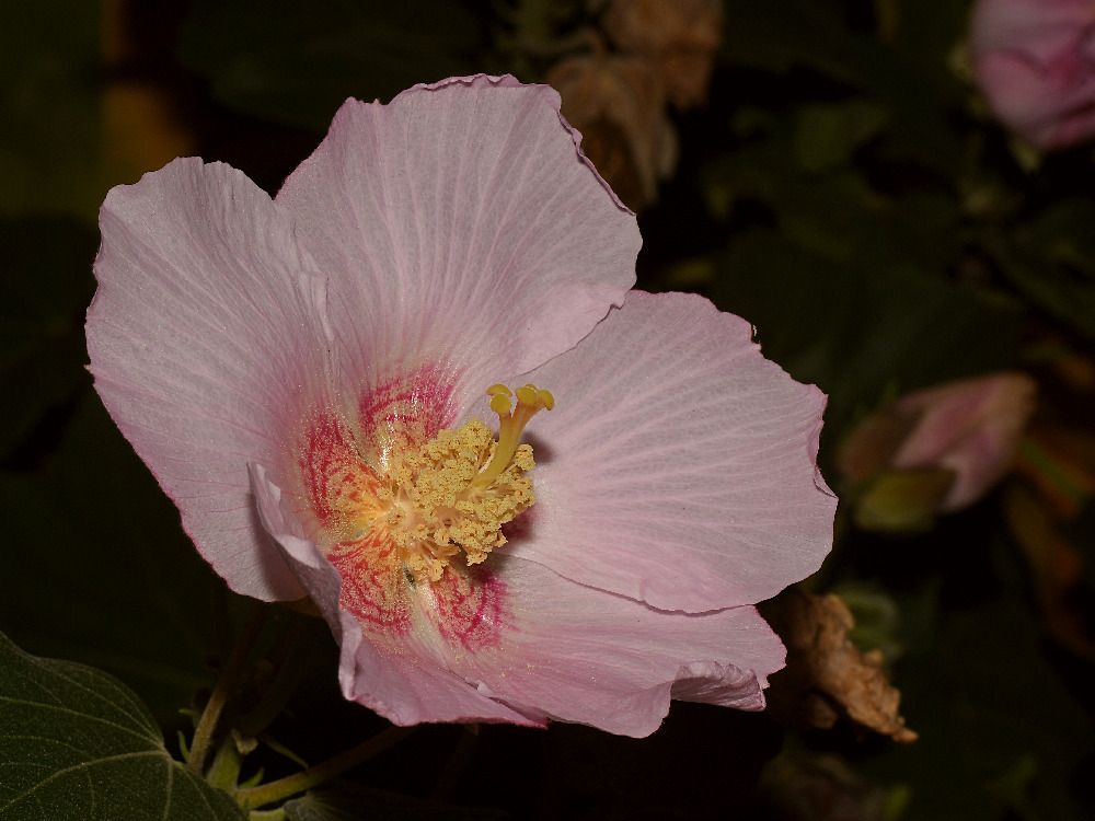 Hibiscus3.jpg