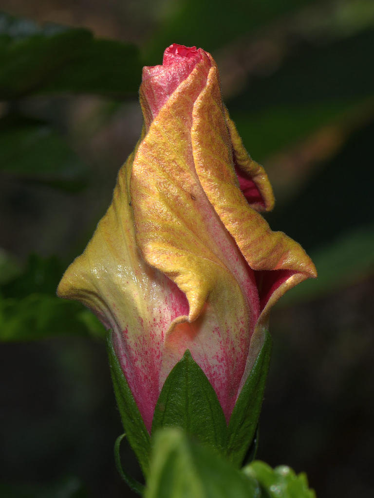 Hibiscus3.jpg