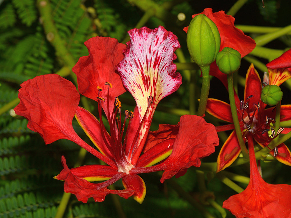 Hibiscus4.jpg