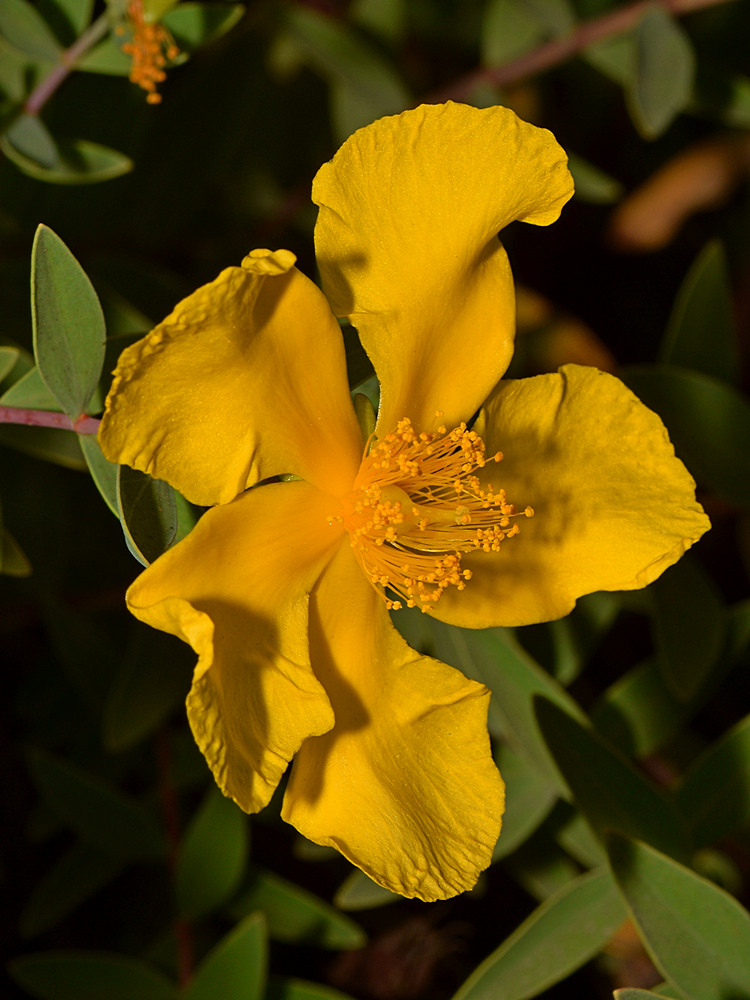 Hibiscus6.jpg