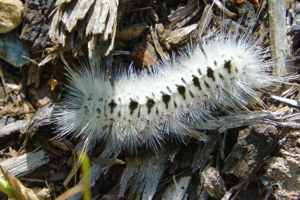 Hickory Tussock moth sm.jpg