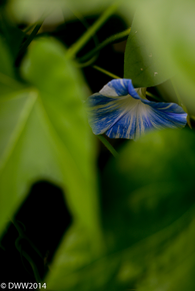 Hidden Blues (1 of 1).jpg
