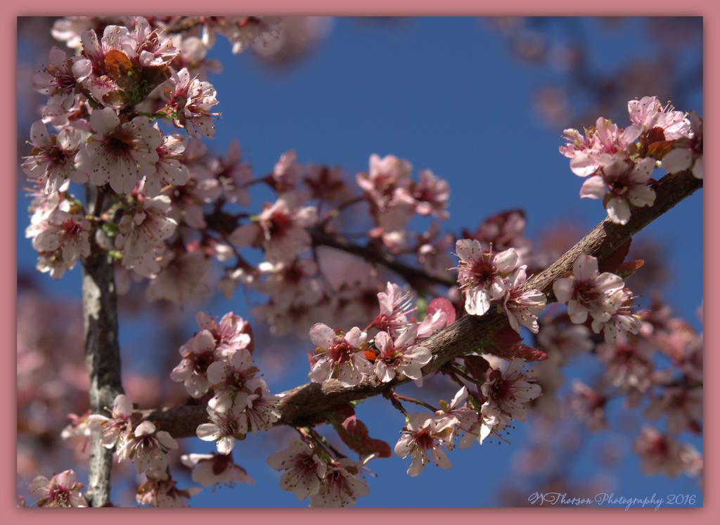 Hidden Lady Bug  4-19-2016.jpg