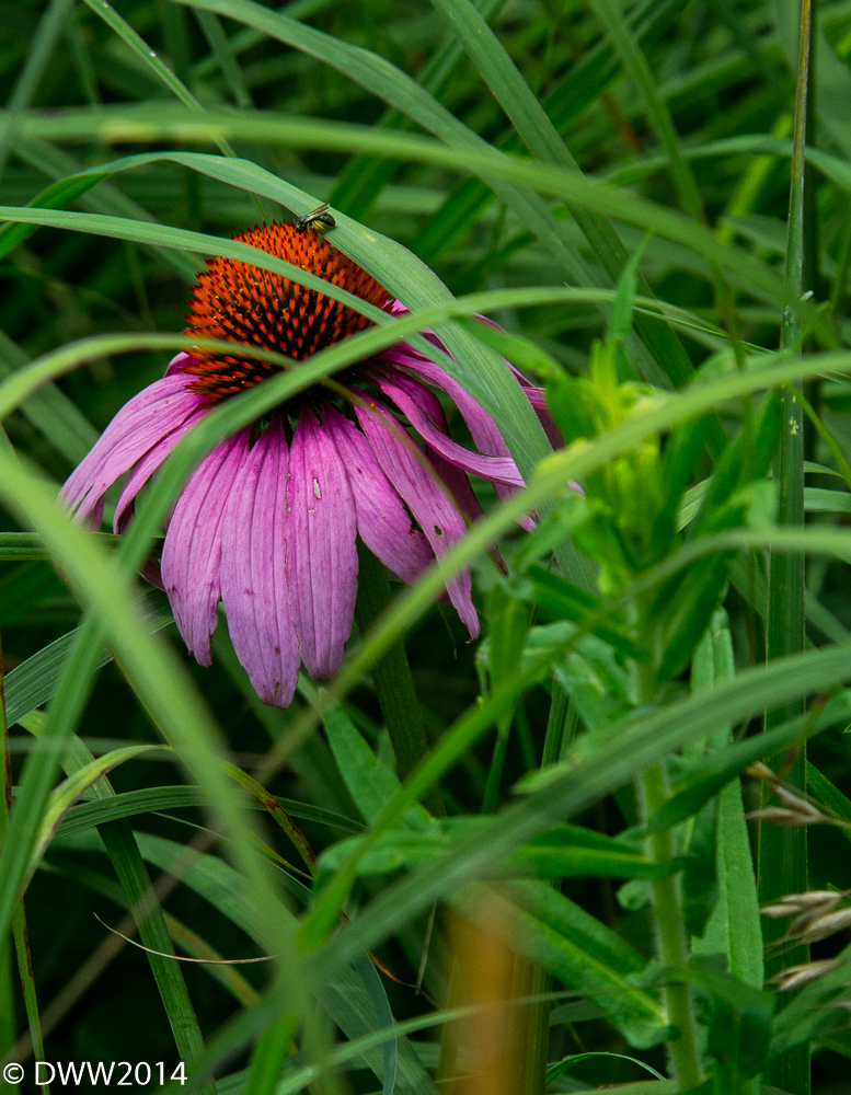 Hidden Pink (1 of 1).jpg