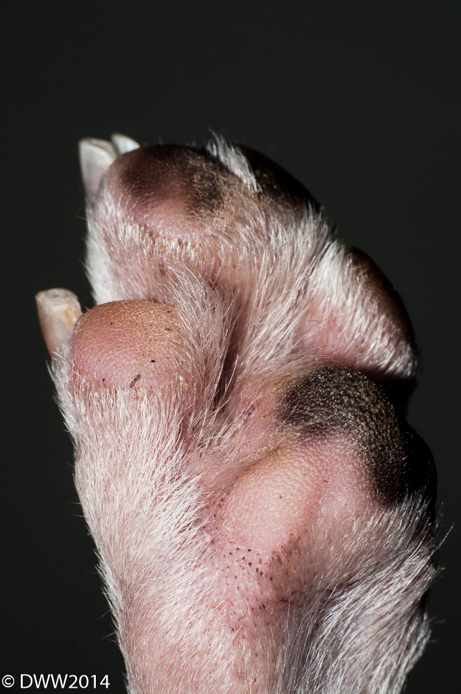 Hind Paw (1 of 1).jpg