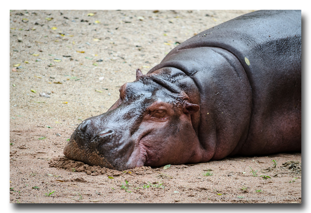 hippo-1.jpg