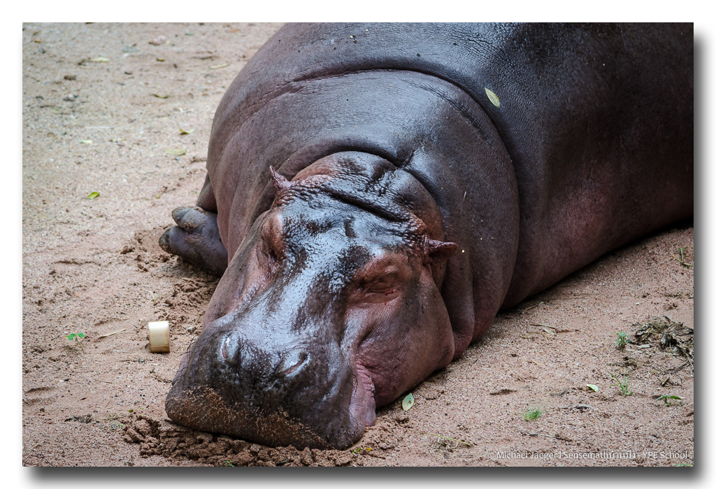 hippo-2.jpg