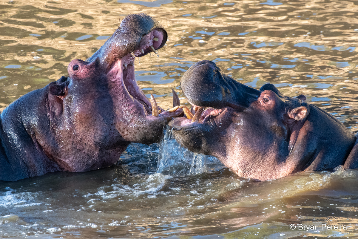 hippo_day4_1749_bp.JPG