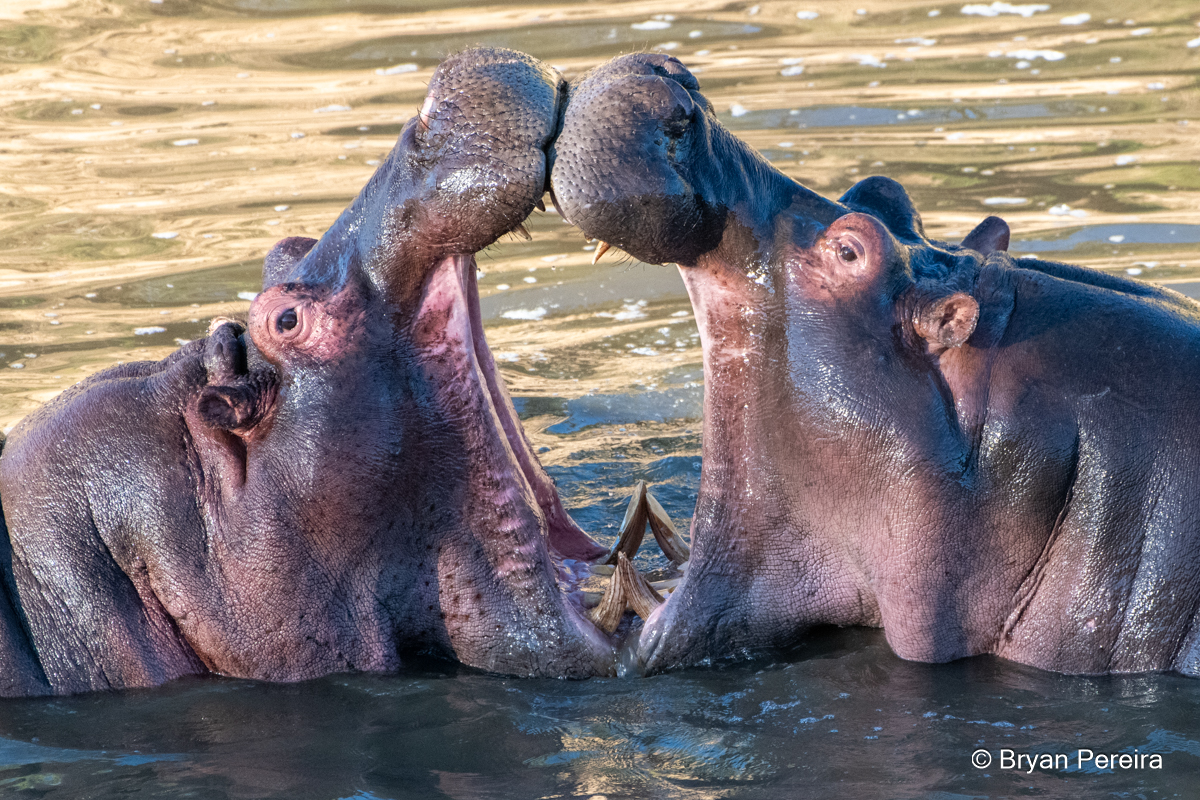 hippo_day4_1763_bp.JPG