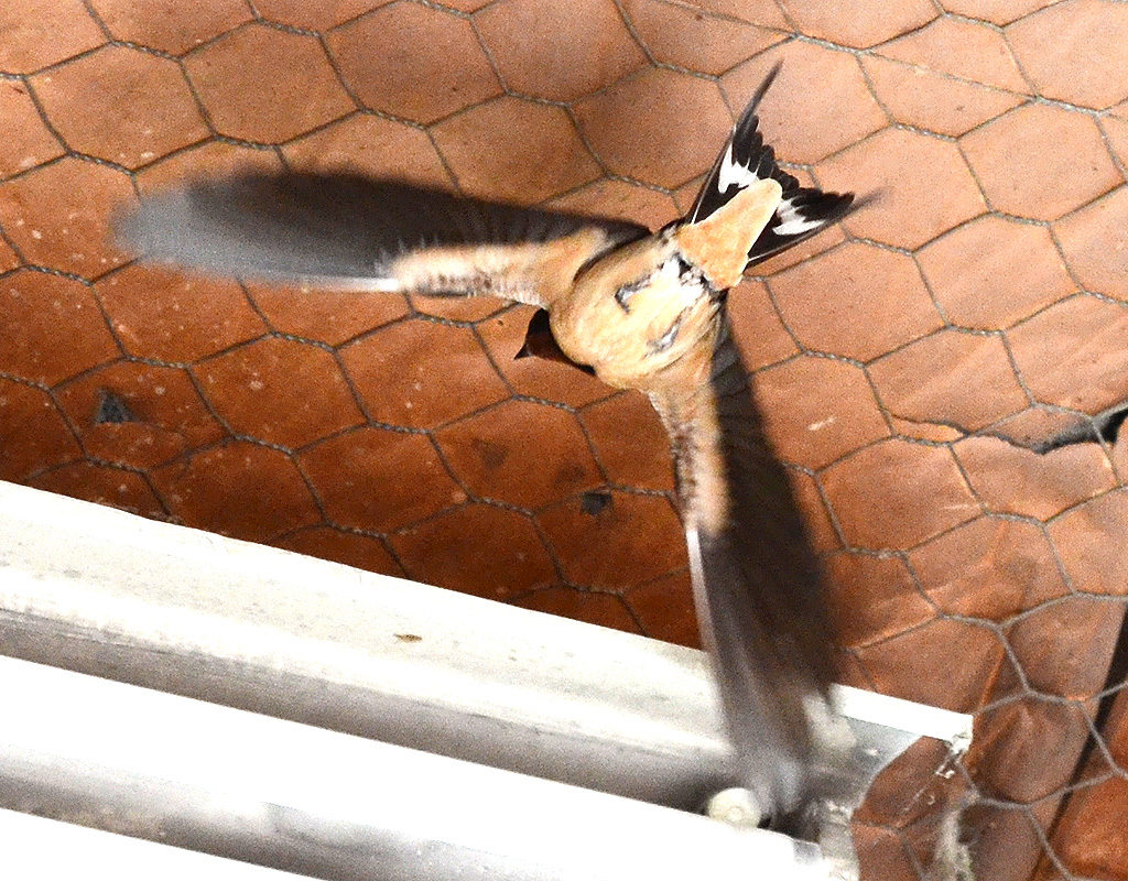 Hirundo rustica - Barn Swallow.jpg