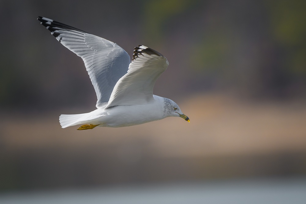 Hiwassee Wildlife Refuge--6.jpg
