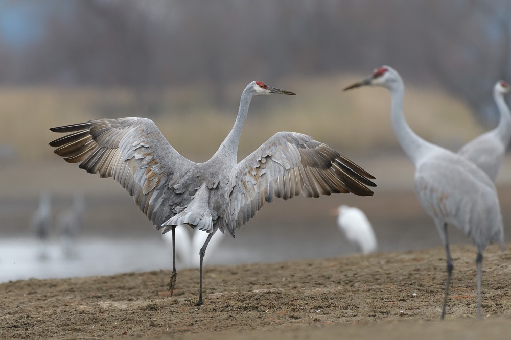 Hiwassee Wildlife Refuge-.jpg
