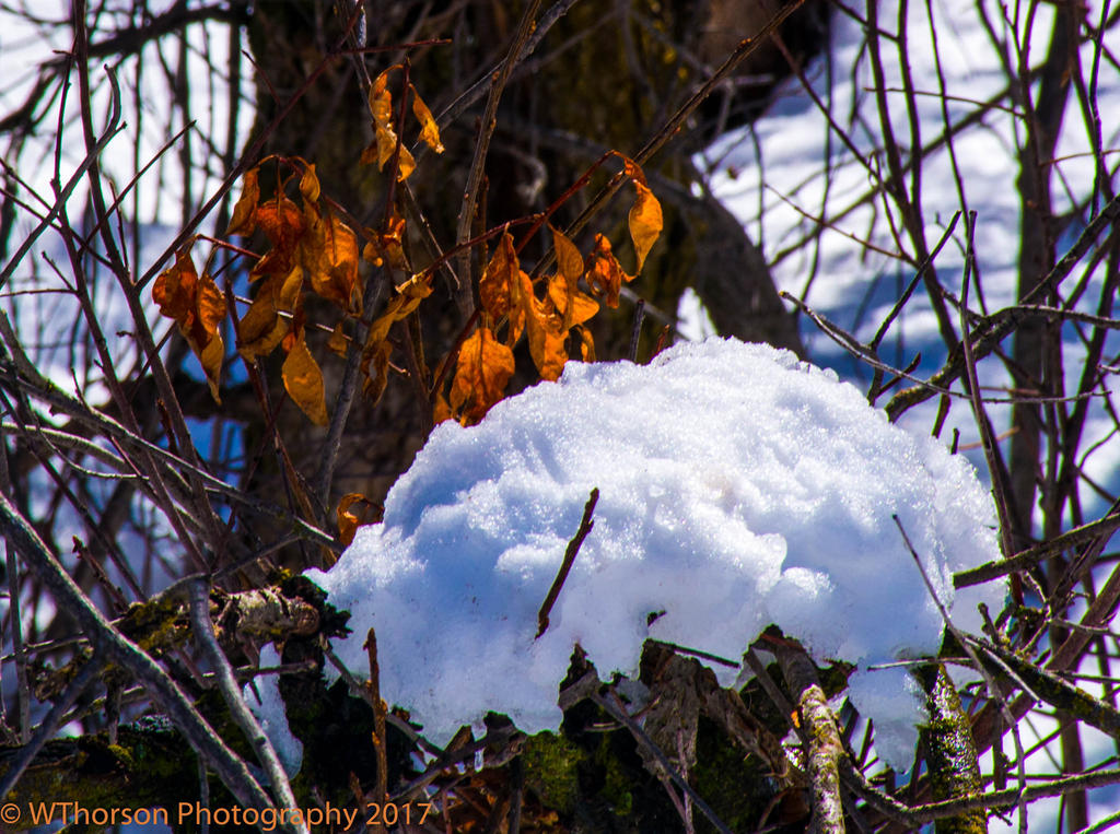 Hobble Creek Canyon 3-3-2017.jpg