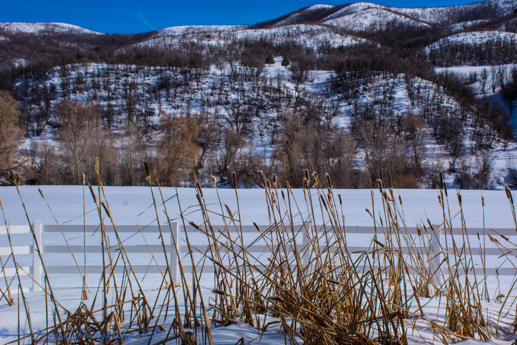 Hobble Creek Canyon Meadow 3-3-2017.jpg