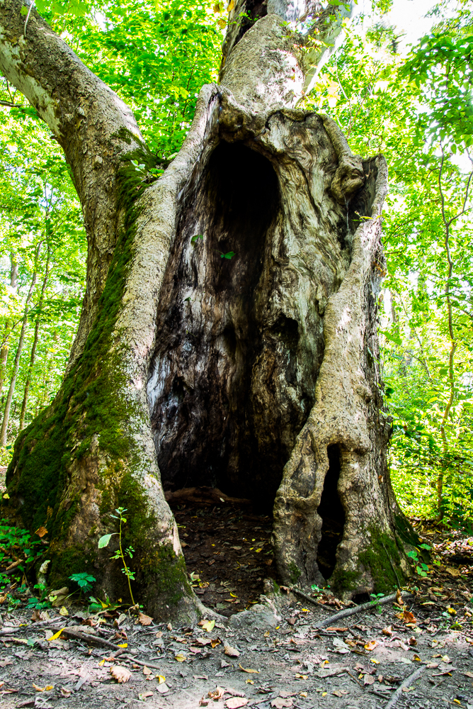 Hollow (1 of 1).jpg