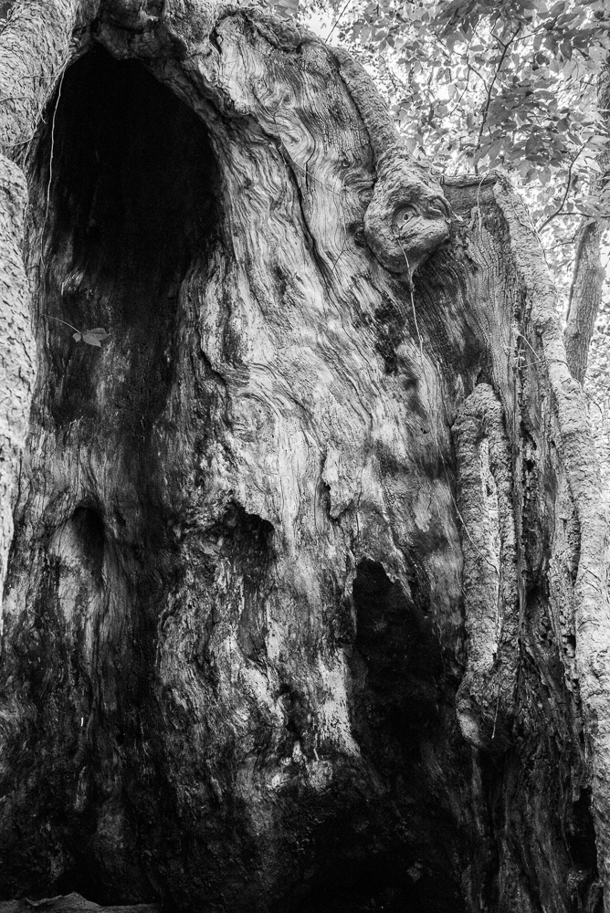 Hollow 2 (1 of 1).jpg
