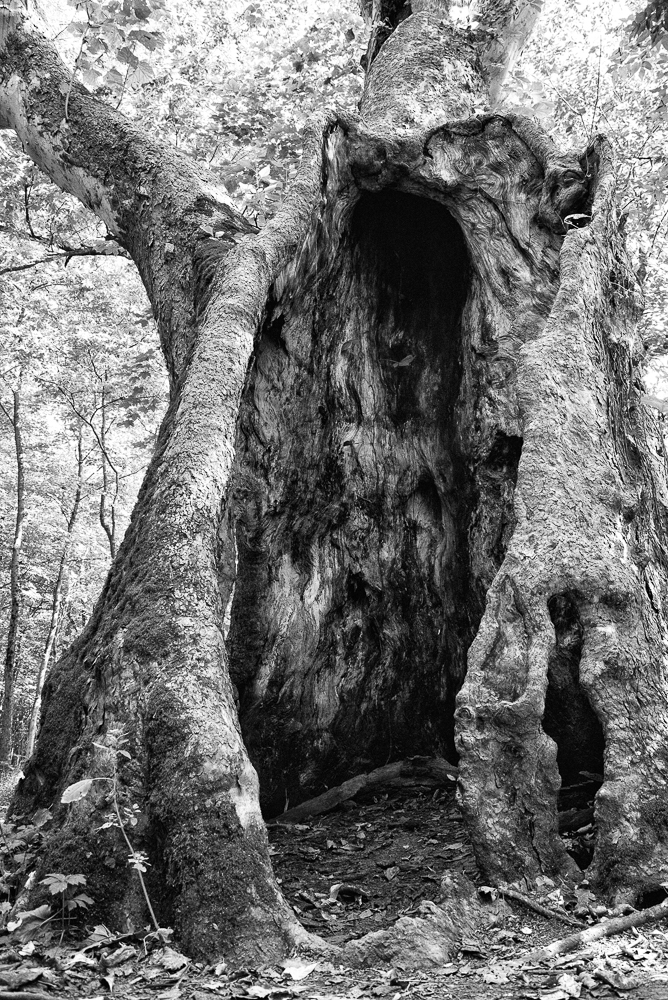 Hollow 3 (1 of 1).jpg