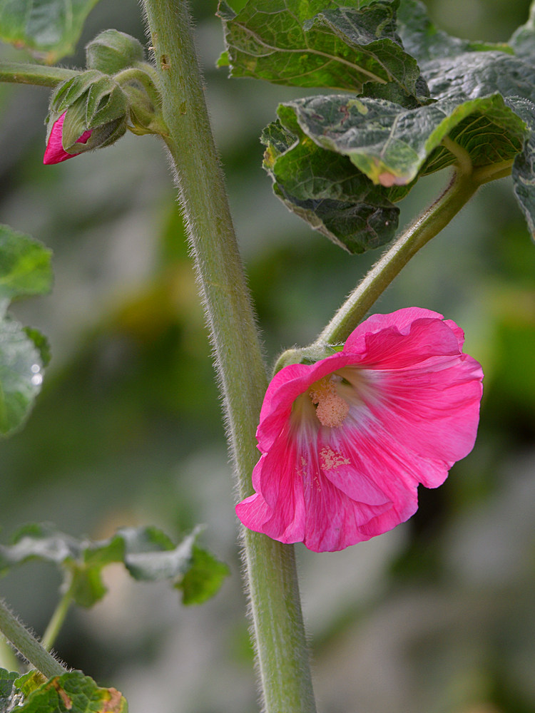 Hollyhock.jpg