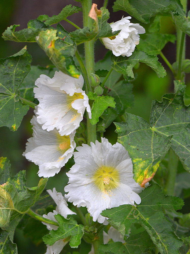 Hollyhock.jpg