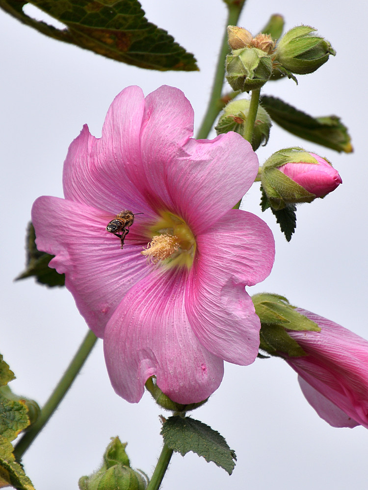 Hollyhock.jpg