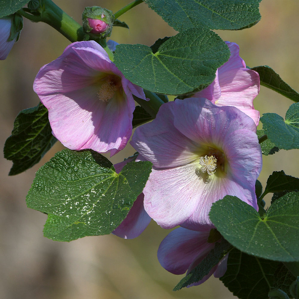 Hollyhock.jpg
