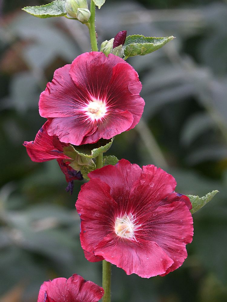 Hollyhock.jpg