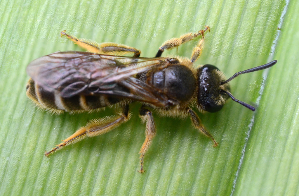 Honey Bee 2.jpg