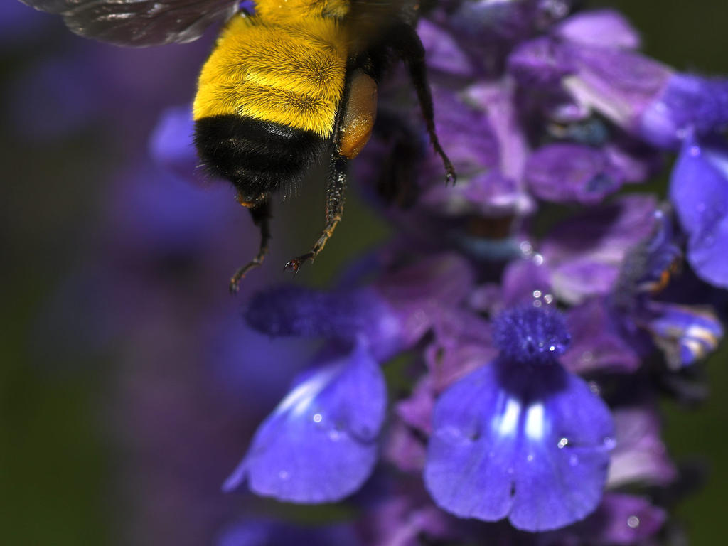HoneyBee3.jpg
