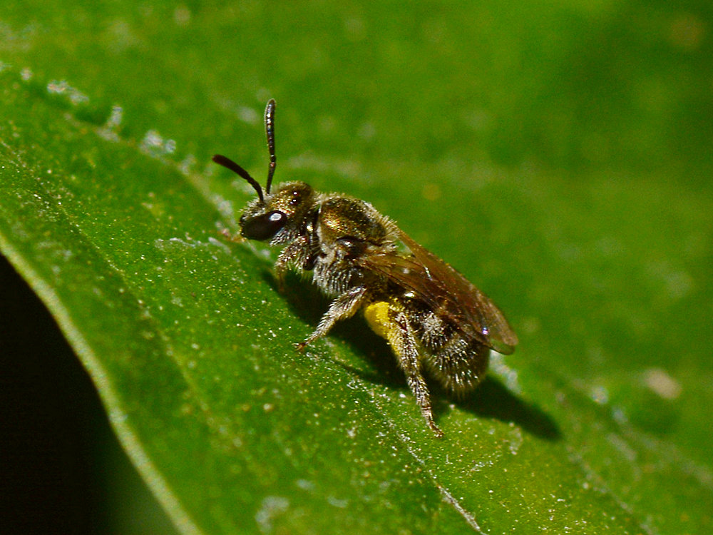 HoneyBee3.jpg