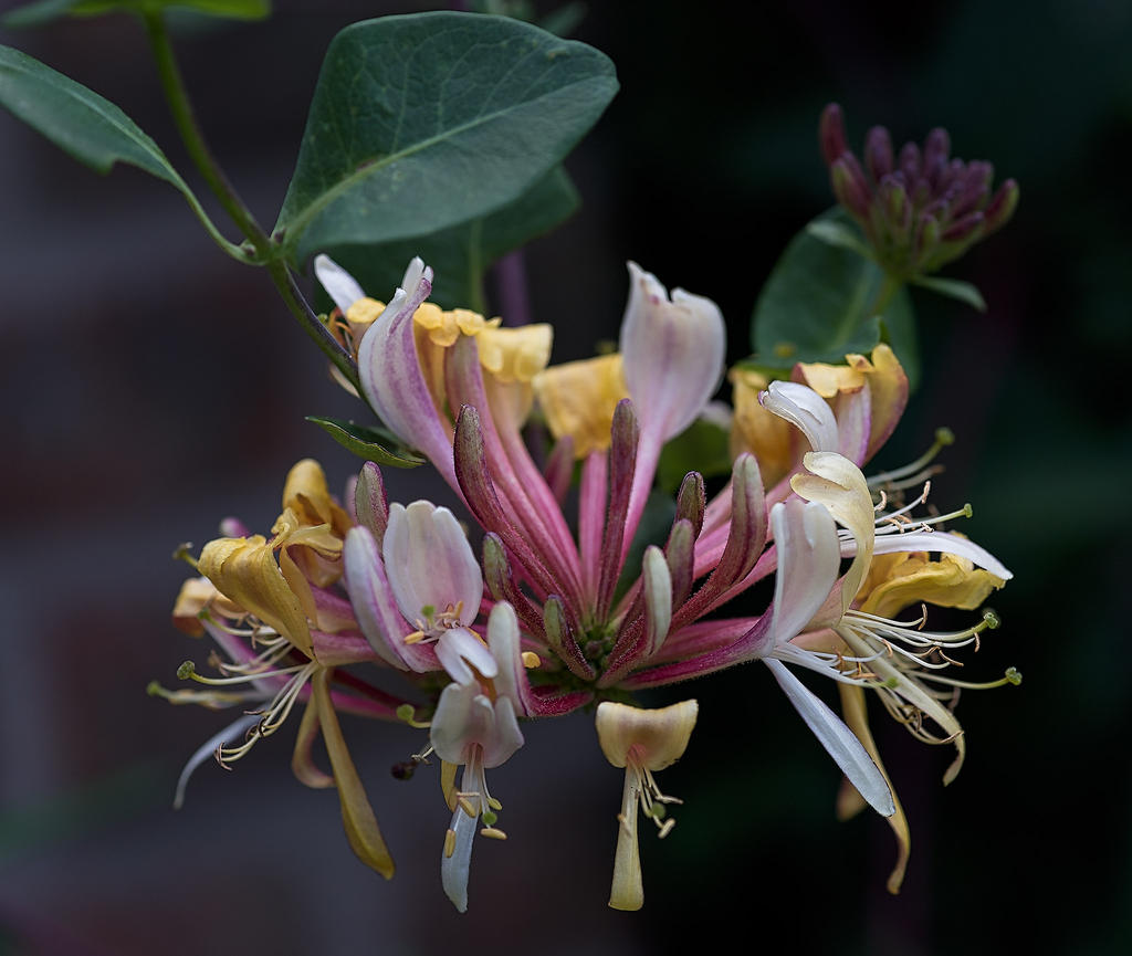Honeysuckle.jpg