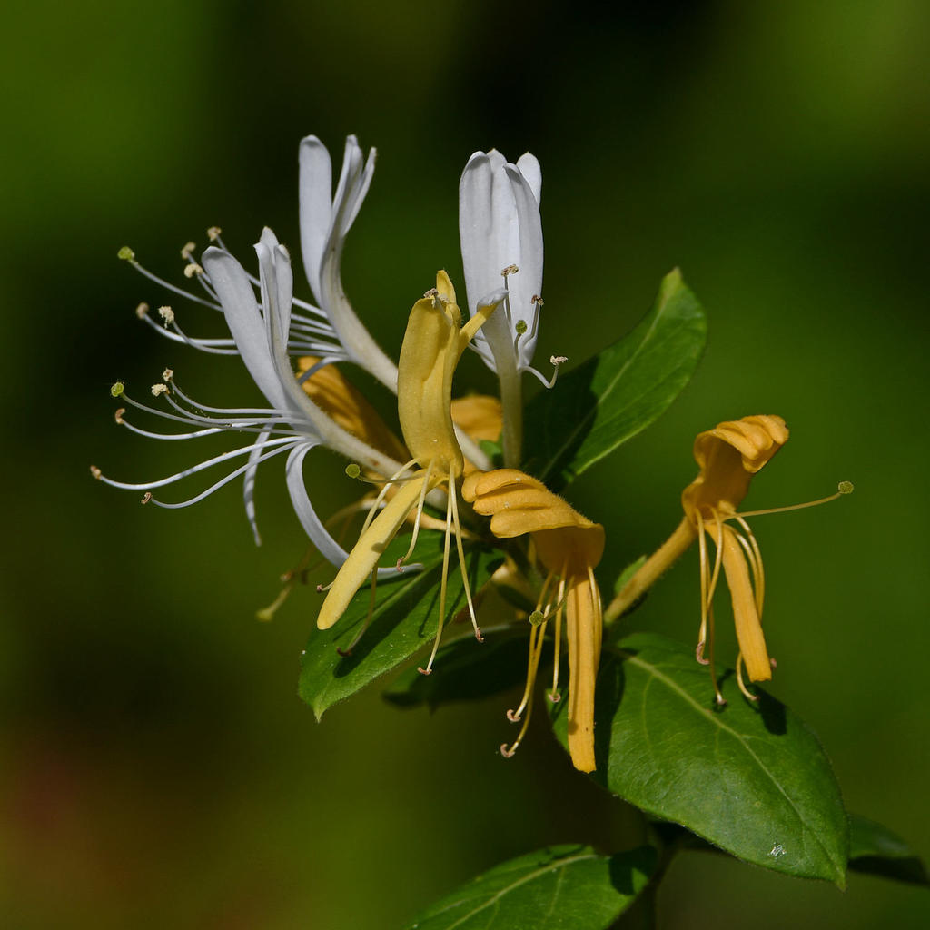 Honeysuckle.jpg