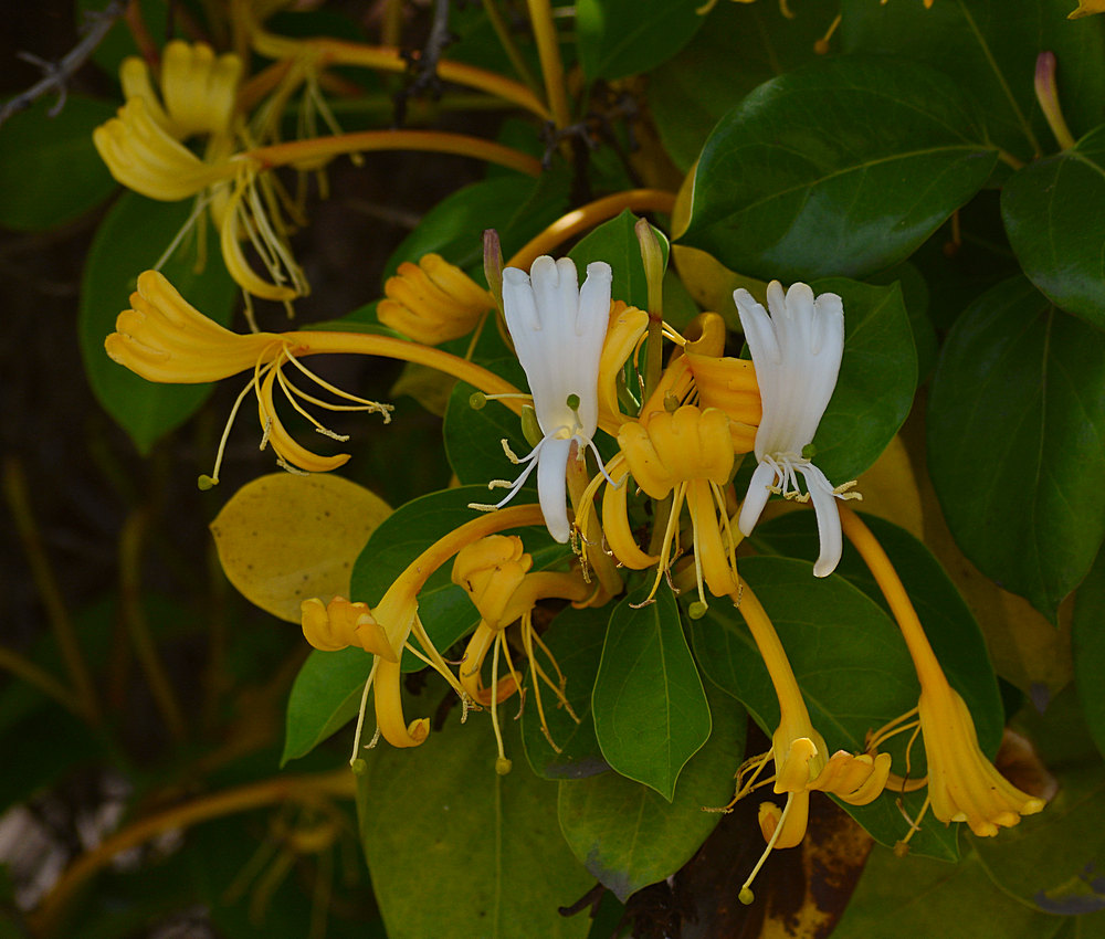 HoneySuckle.jpg