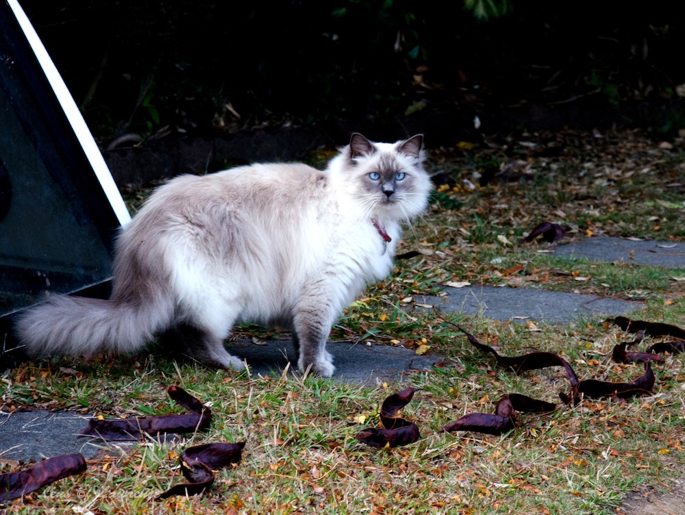 Hood cat 1 LOL.jpg